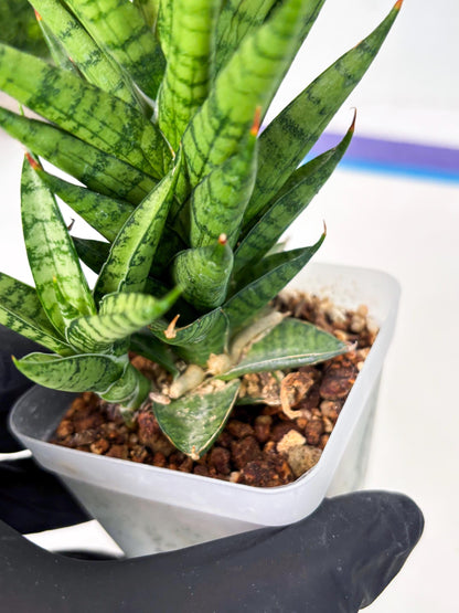 Sansevieria Kesya (ba3) (15) | Rare Hybrid Plant