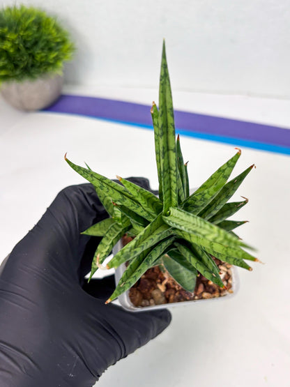 Sansevieria Kesya (ba3) (15) | Rare Hybrid Plant