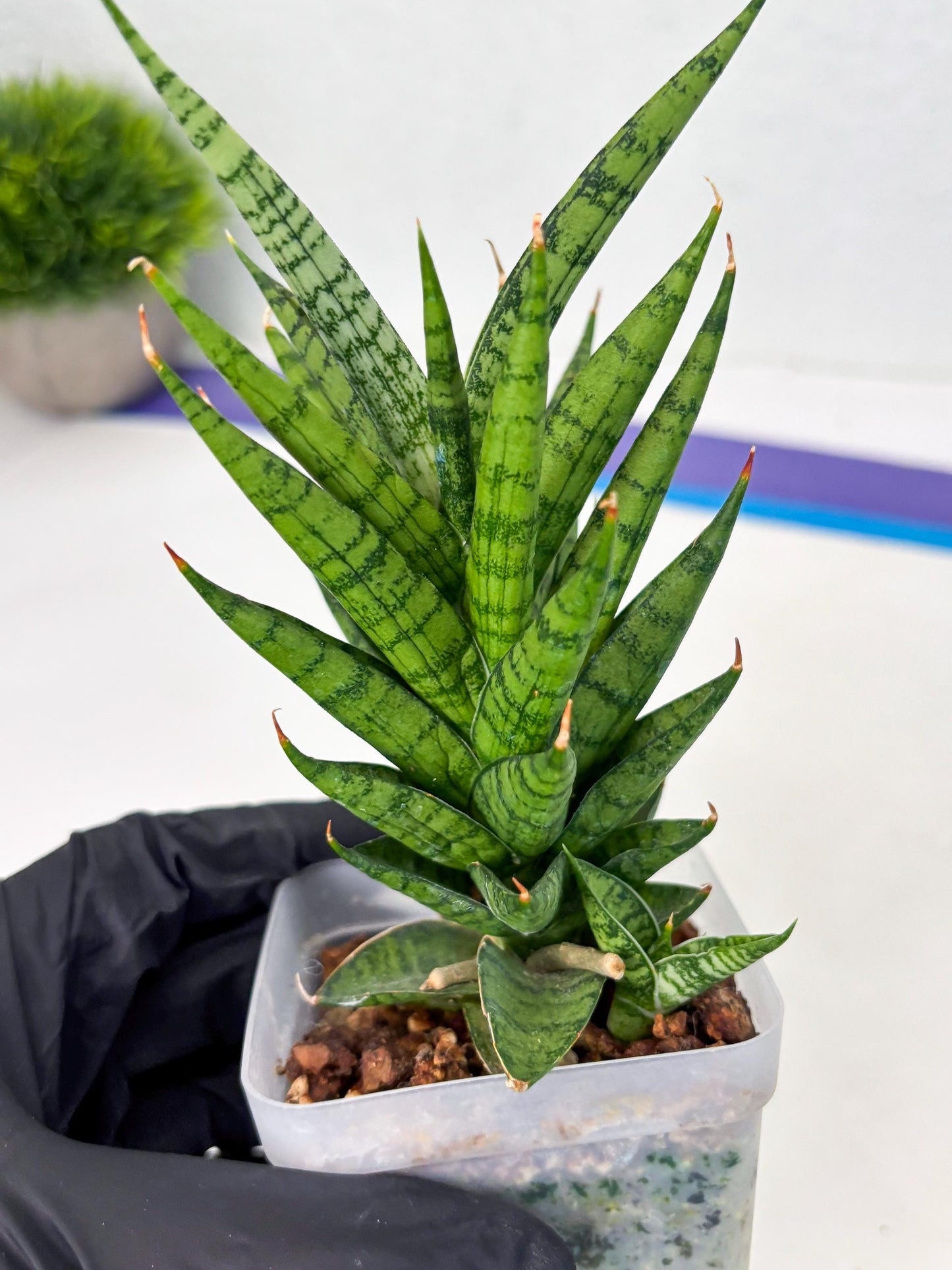 Sansevieria Kesya (ba3) (15) | Rare Hybrid Plant