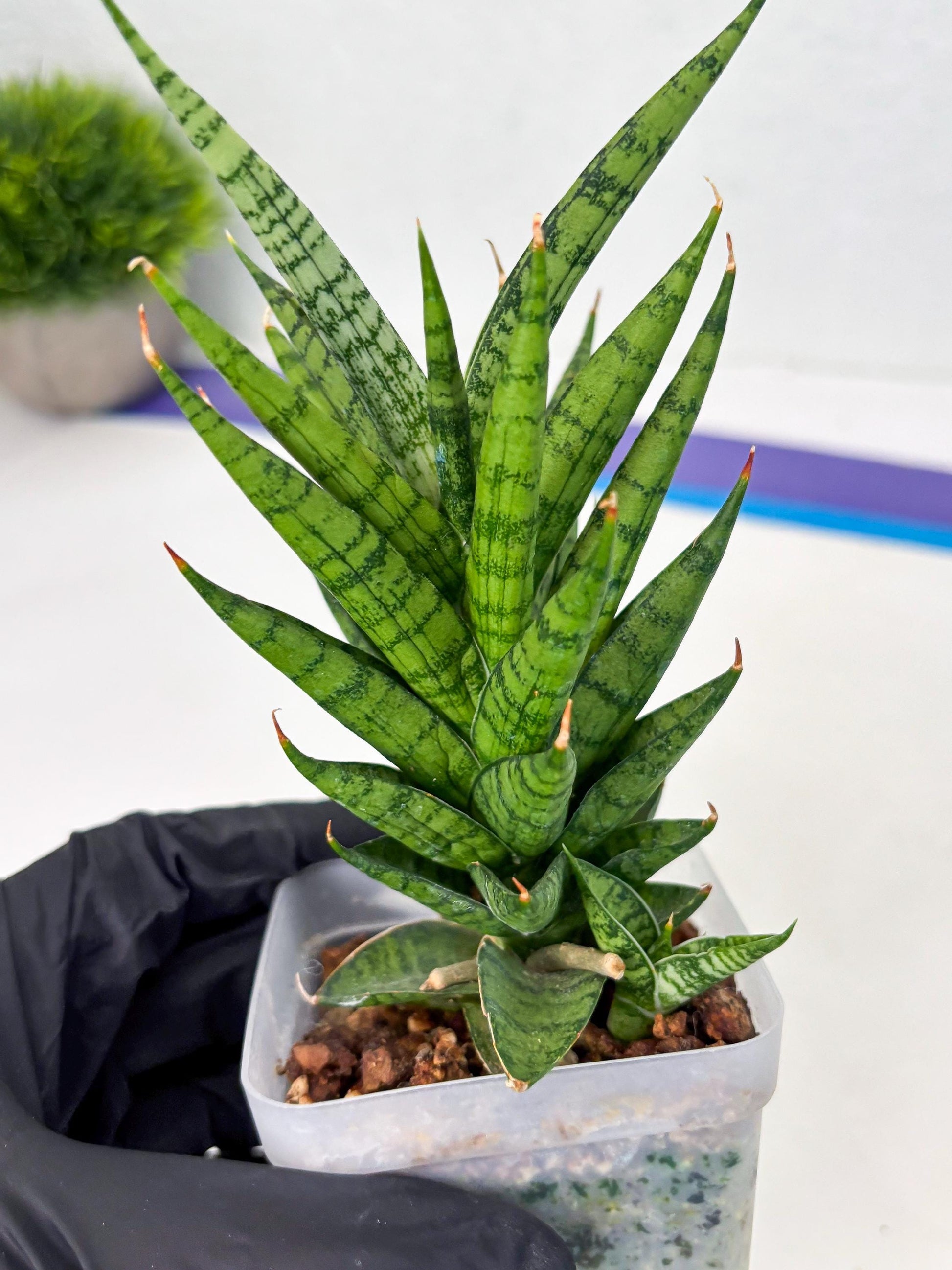 Sansevieria Kesya (ba3) (15) | Rare Hybrid Plant