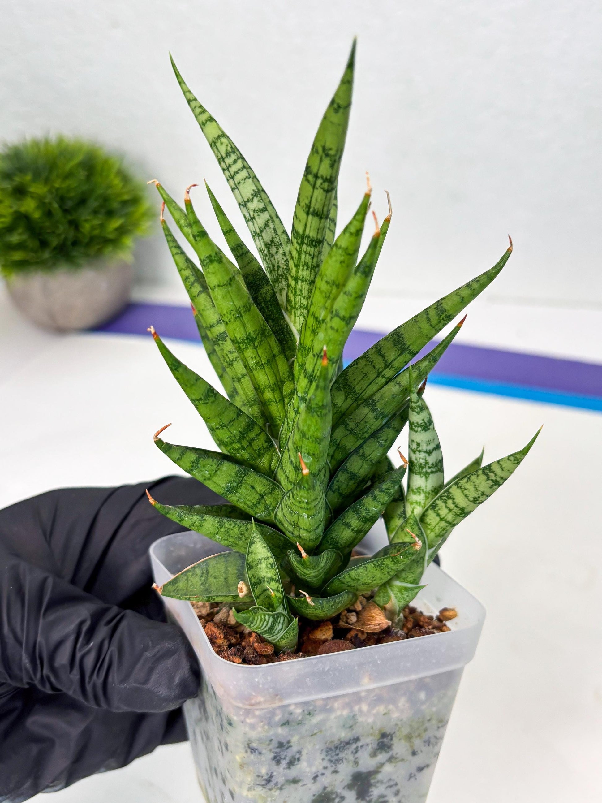 Sansevieria Kesya (ba3) (15) | Rare Hybrid Plant