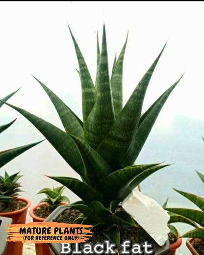 Sansevieria Black fat (ba3) (17) | Rare Hybrid Plant