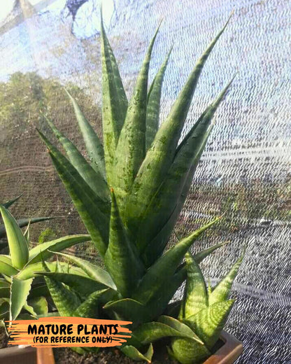 Sansevieria Black fat (ba3) (17) | Rare Hybrid Plant