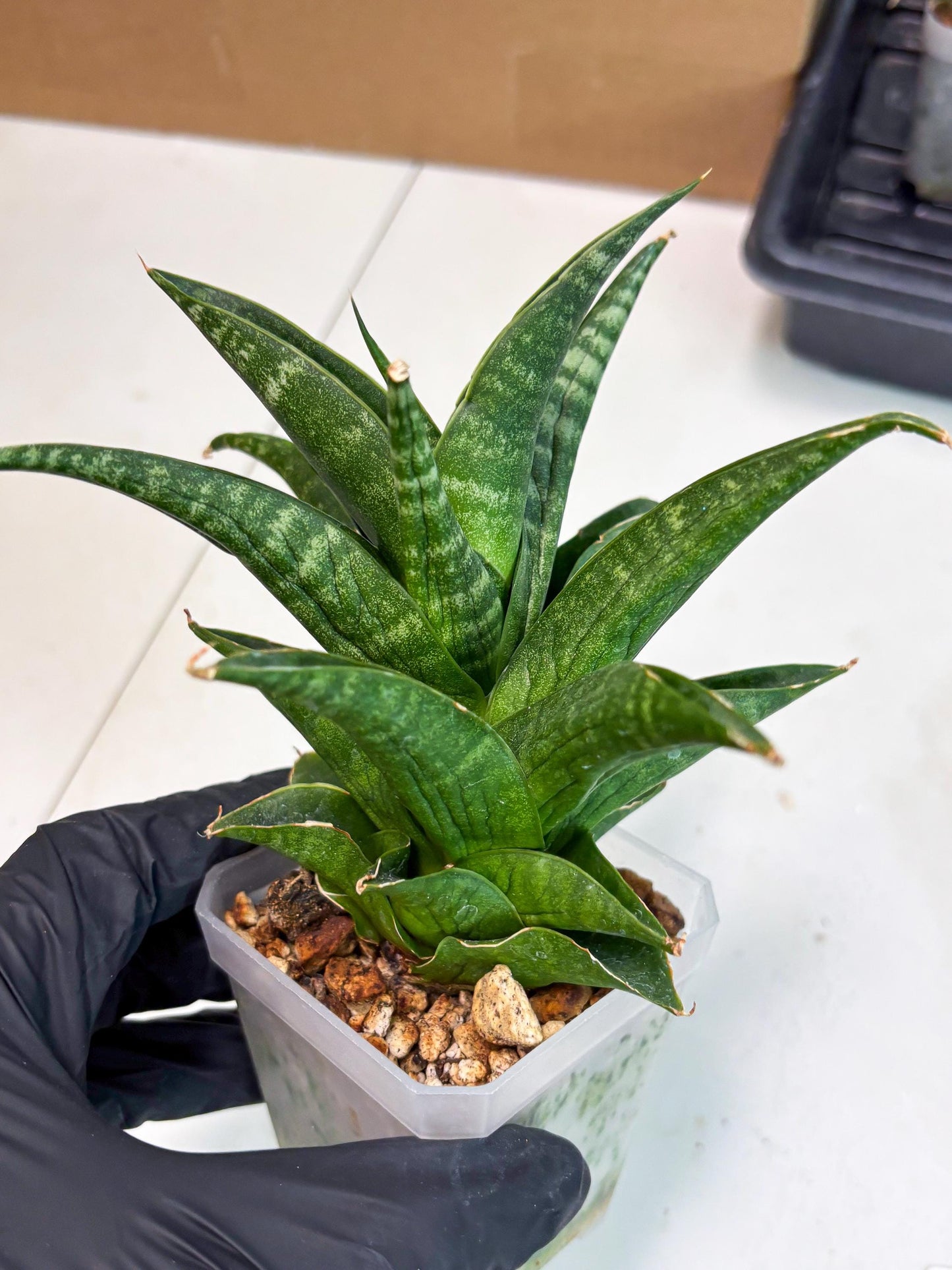 Sansevieria Black fat (ba3) (17) | Rare Hybrid Plant