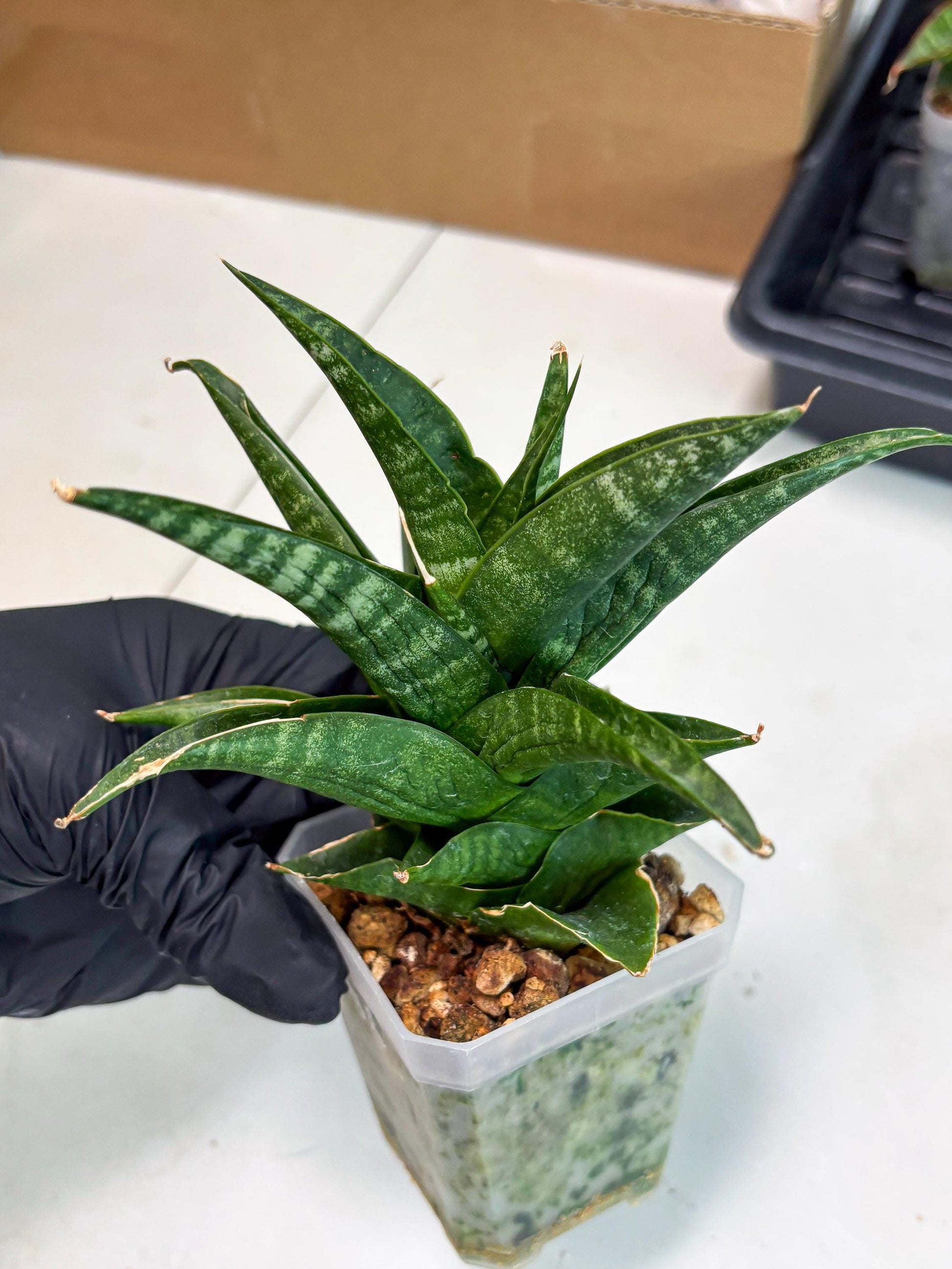 Sansevieria Black fat (ba3) (17) | Rare Hybrid Plant