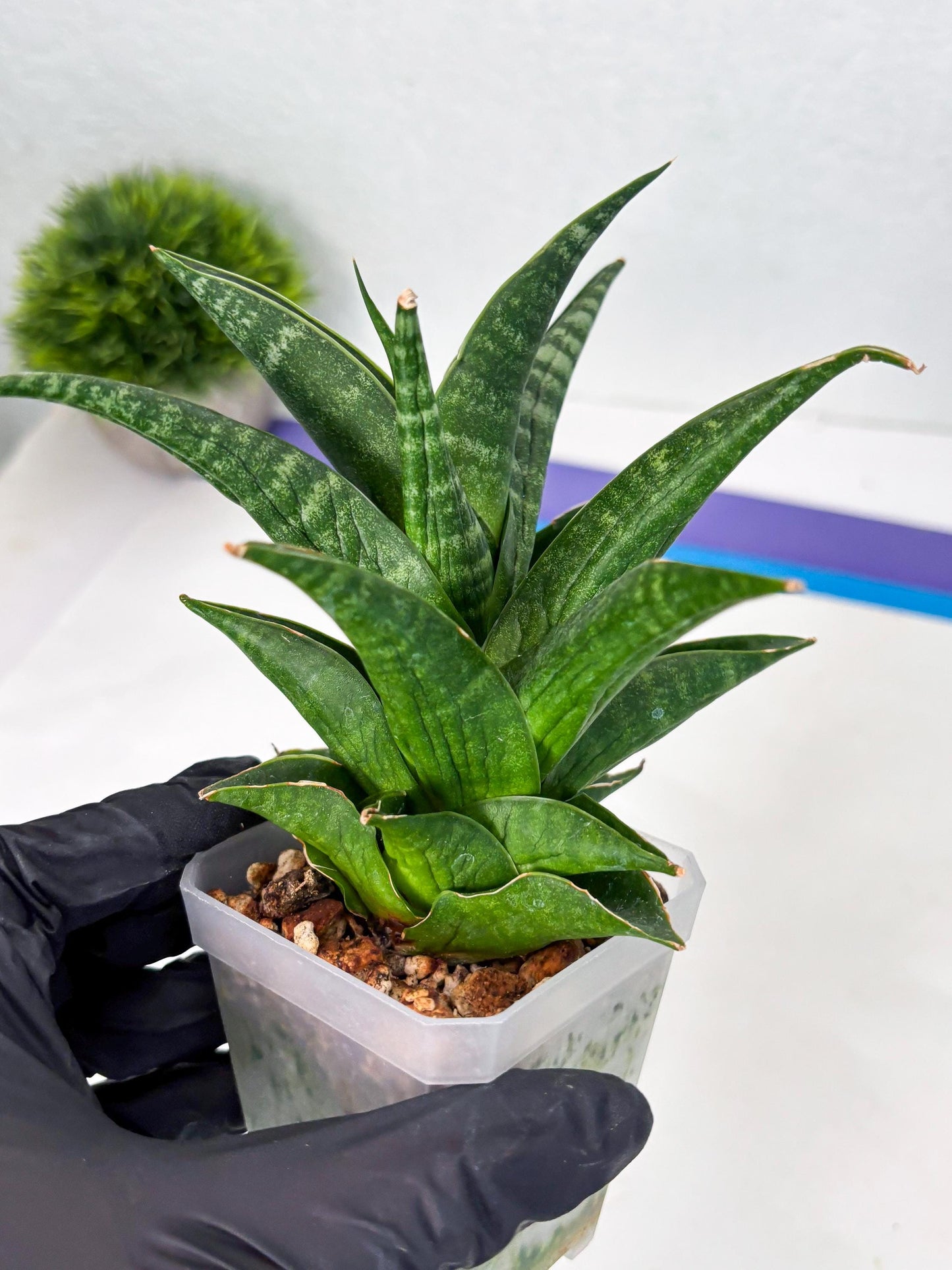 Sansevieria Black fat (ba3) (17) | Rare Hybrid Plant