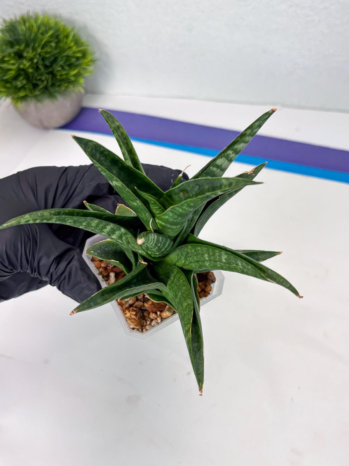 Sansevieria Black fat (ba3) (17) | Rare Hybrid Plant