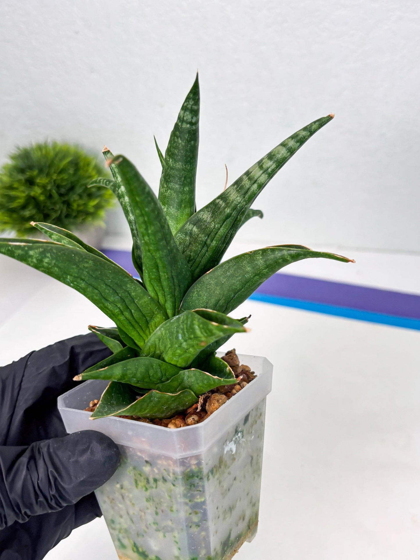 Sansevieria Black fat (ba3) (17) | Rare Hybrid Plant