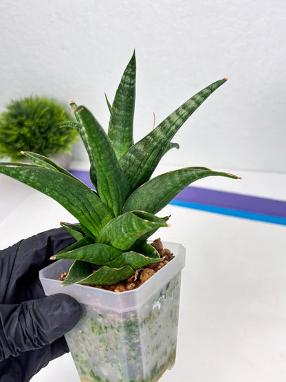 Sansevieria Black fat (ba3) (17) | Rare Hybrid Plant