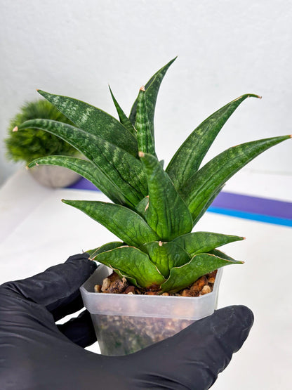 Sansevieria Black fat (ba3) (17) | Rare Hybrid Plant