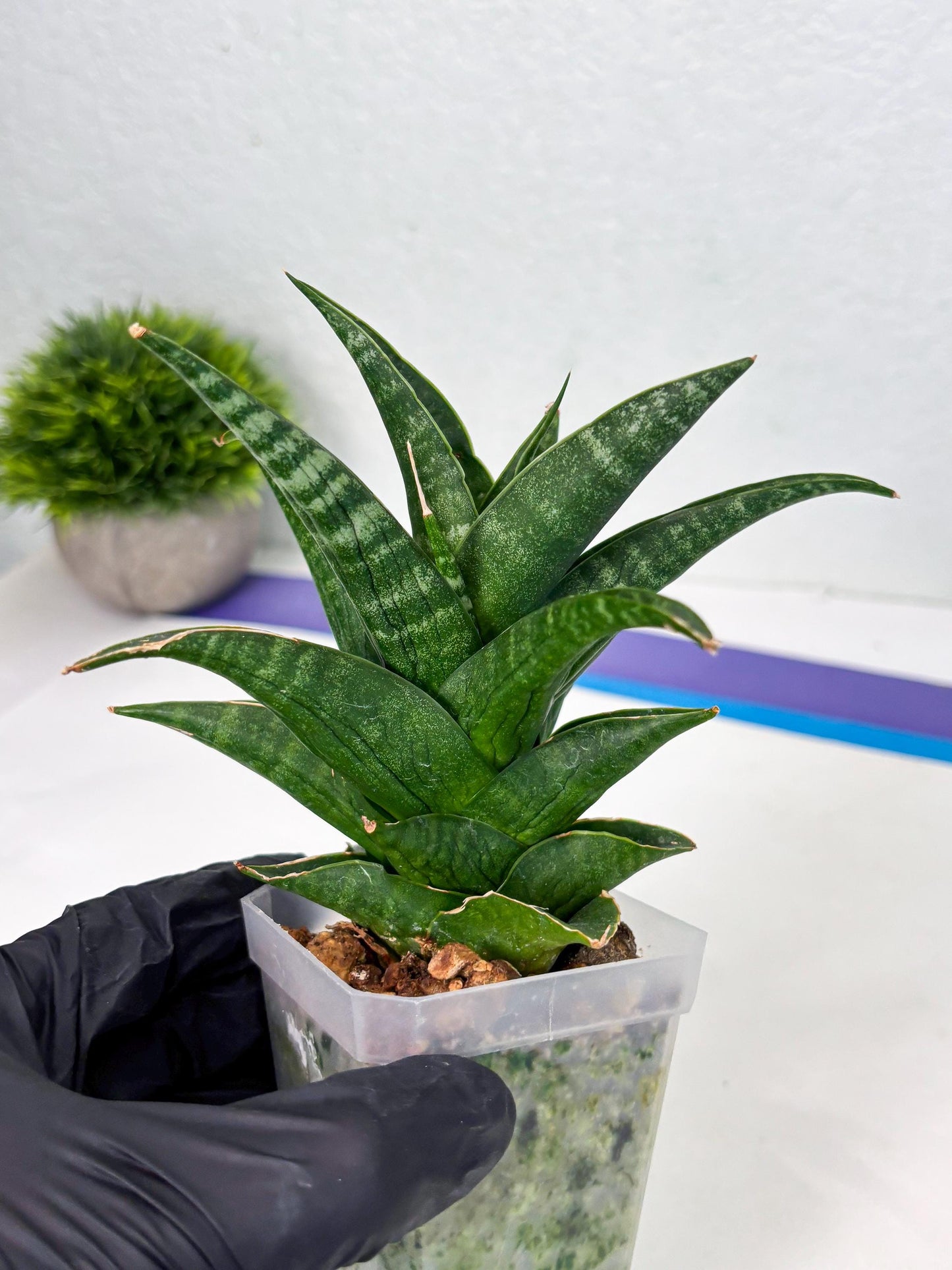 Sansevieria Black fat (ba3) (17) | Rare Hybrid Plant