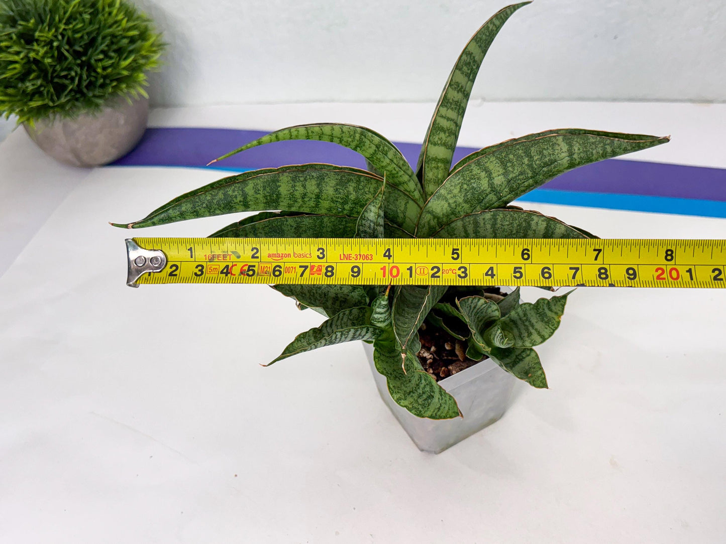 Sansevieria cordova x personii (ba3) (18) | Rare Hybrid Plant