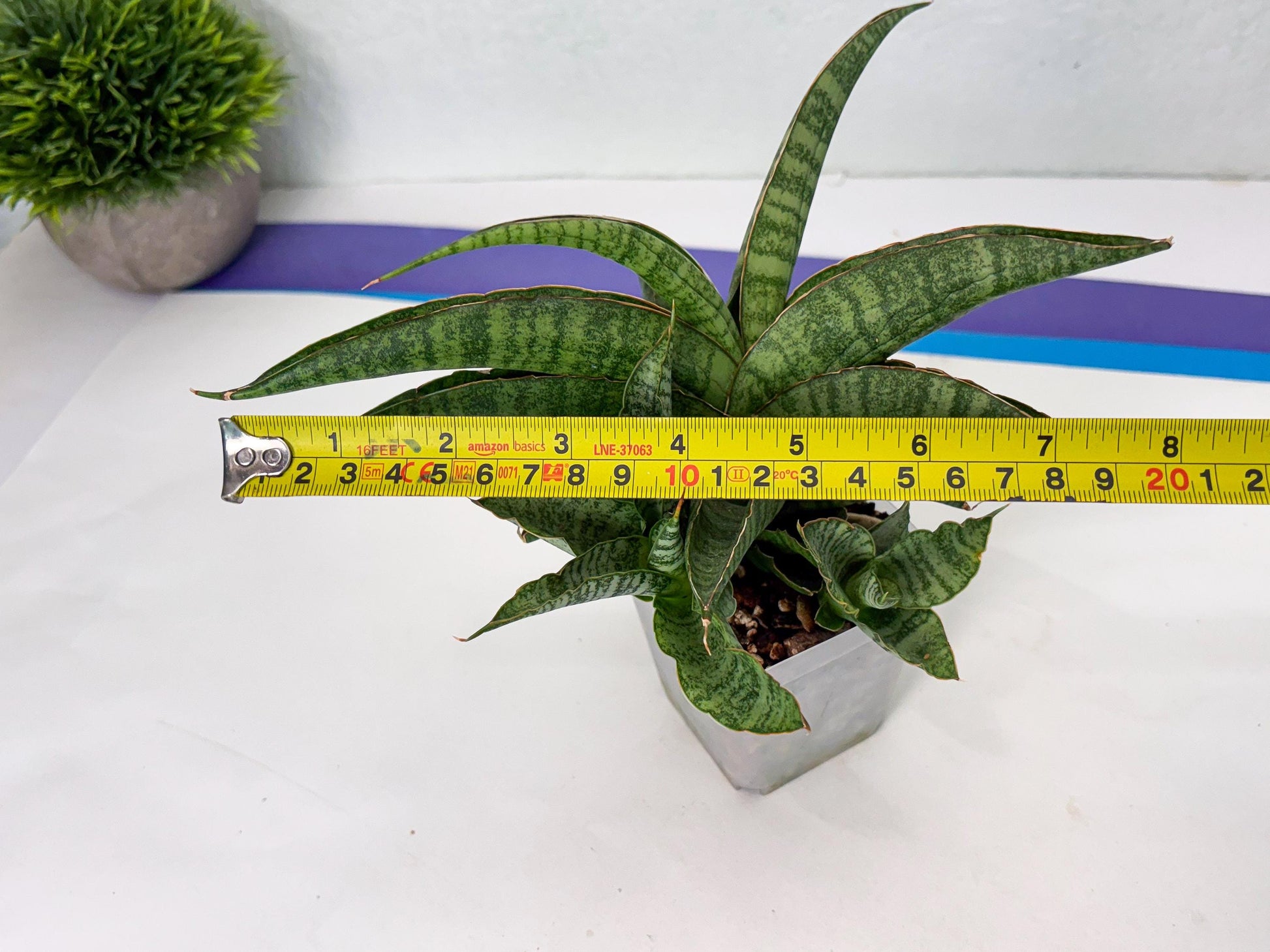 Sansevieria cordova x personii (ba3) (18) | Rare Hybrid Plant