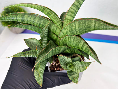 Sansevieria cordova x personii (ba3) (18) | Rare Hybrid Plant