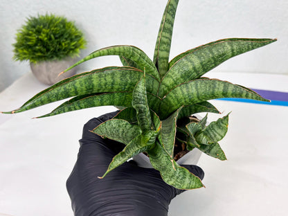 Sansevieria cordova x personii (ba3) (18) | Rare Hybrid Plant