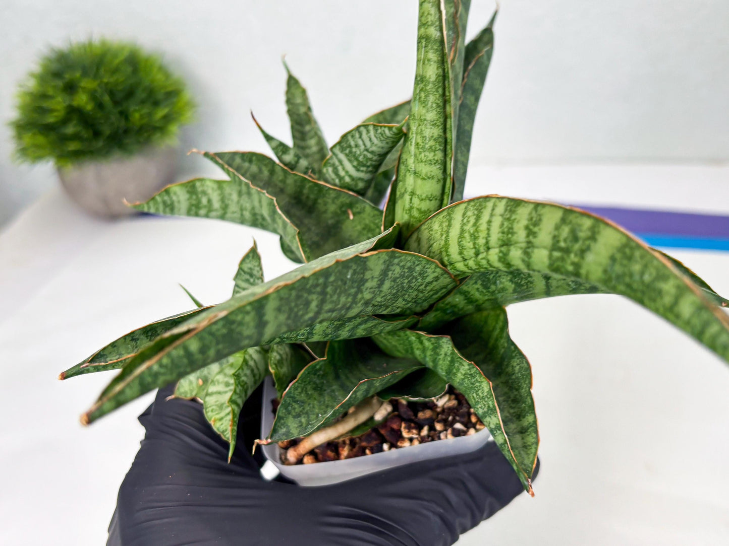 Sansevieria cordova x personii (ba3) (18) | Rare Hybrid Plant
