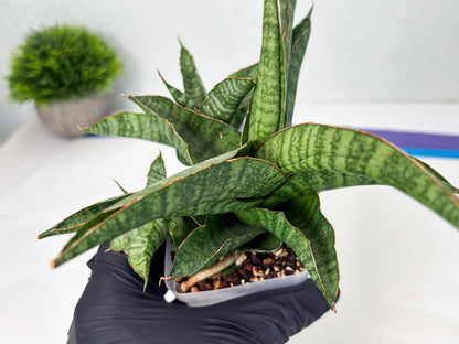 Sansevieria cordova x personii (ba3) (18) | Rare Hybrid Plant
