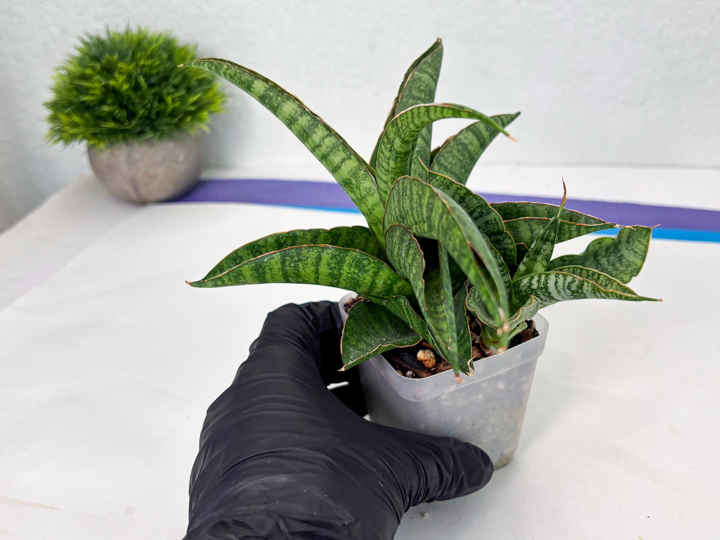 Sansevieria cordova x personii (ba3) (18) | Rare Hybrid Plant