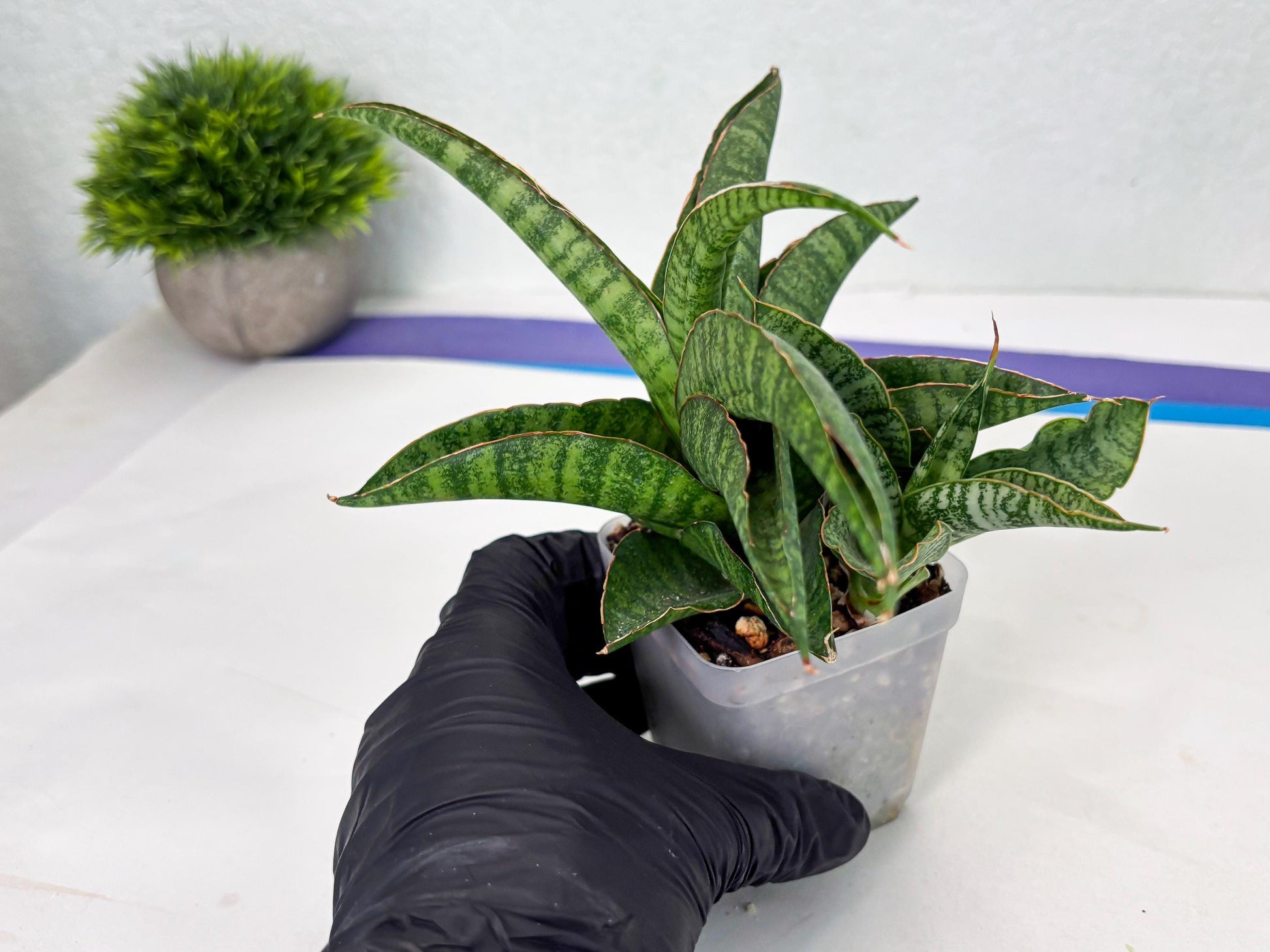 Sansevieria cordova x personii (ba3) (18) | Rare Hybrid Plant