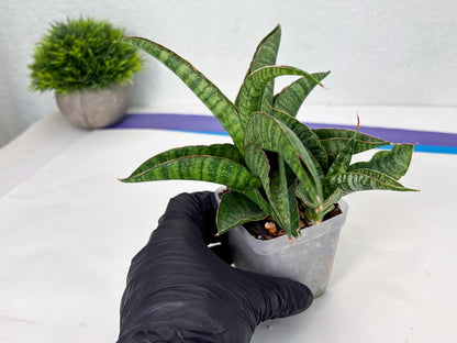 Sansevieria cordova x personii (ba3) (18) | Rare Hybrid Plant