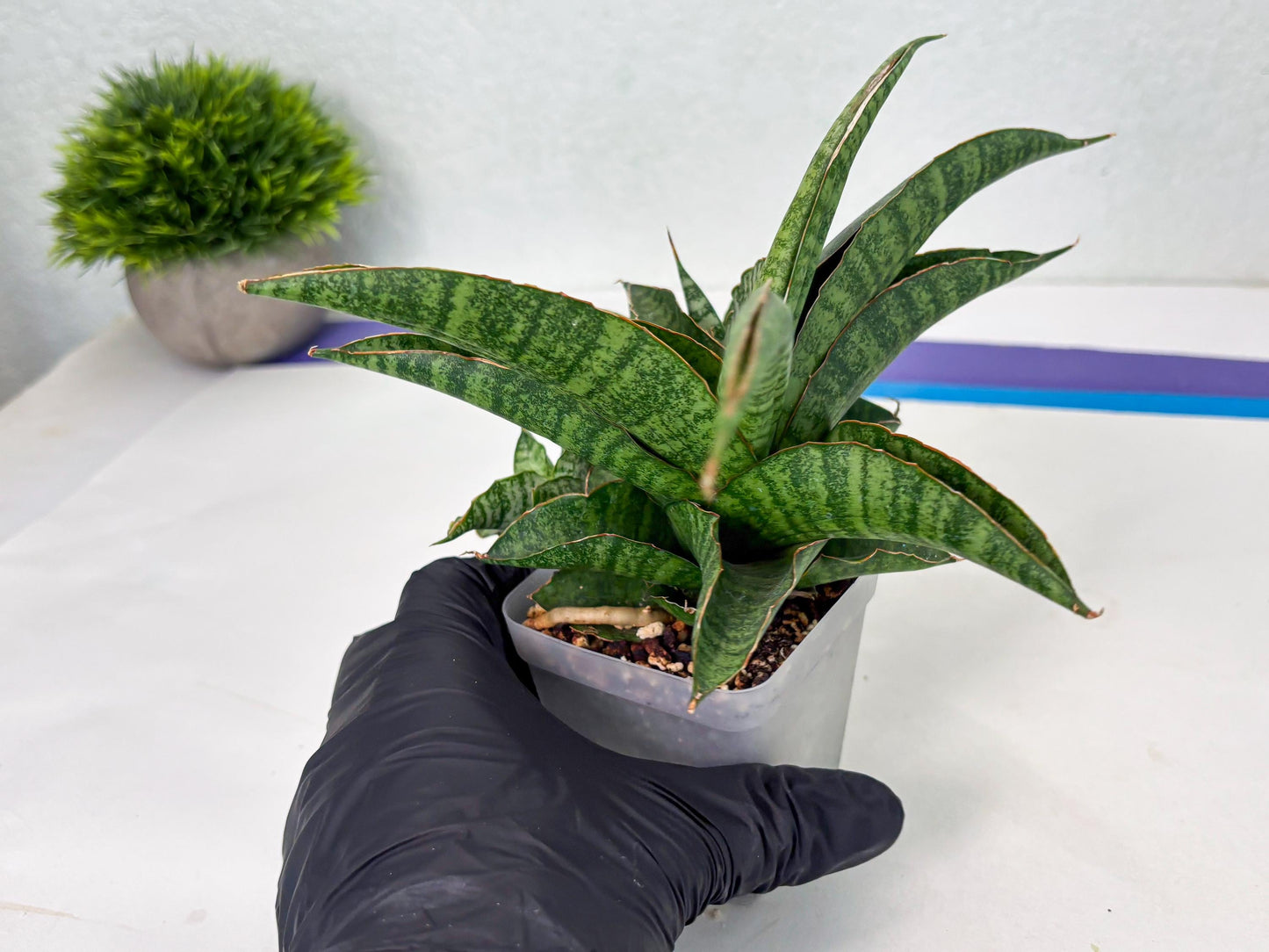 Sansevieria cordova x personii (ba3) (18) | Rare Hybrid Plant