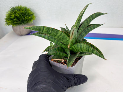 Sansevieria cordova x personii (ba3) (18) | Rare Hybrid Plant