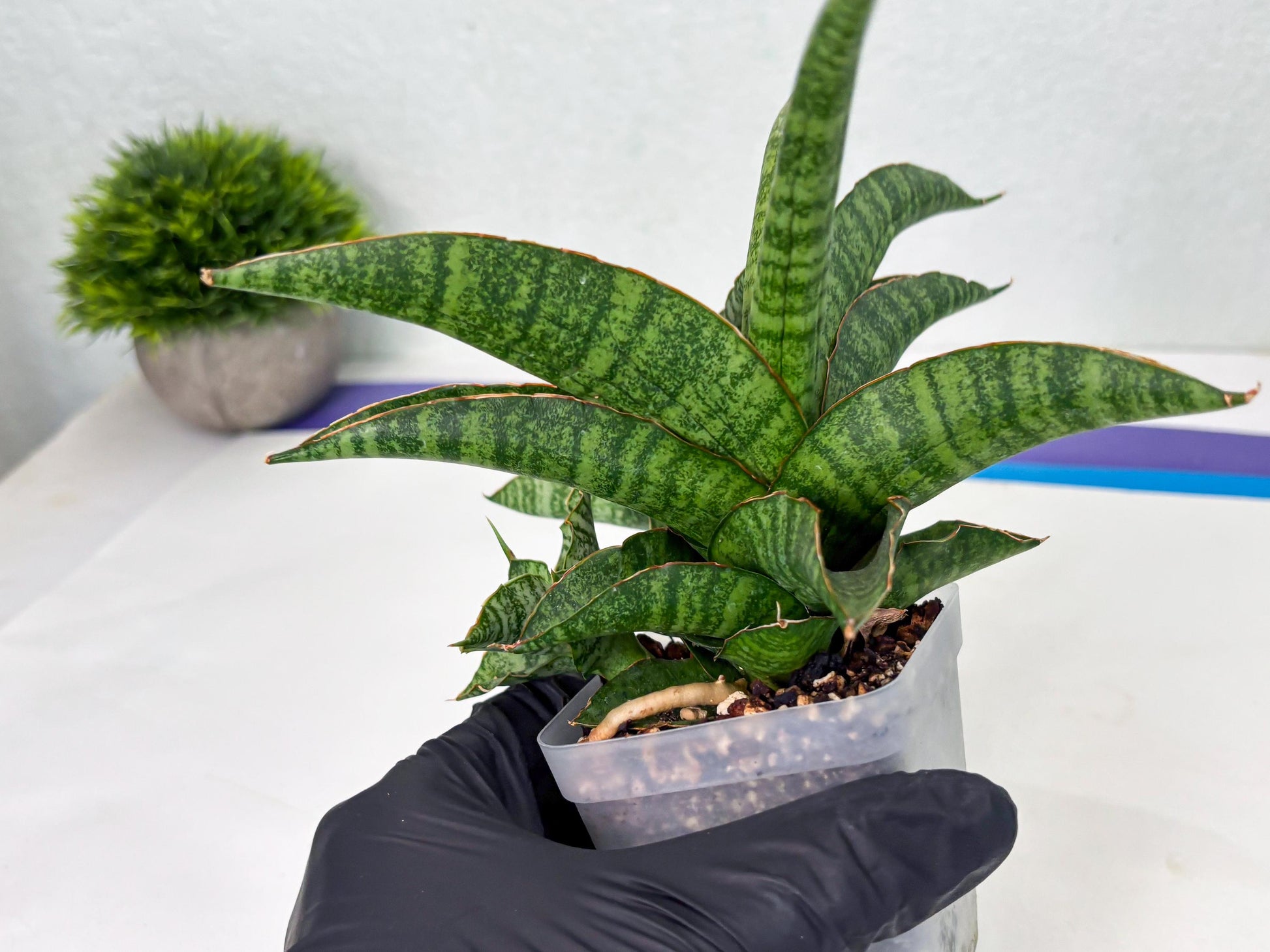 Sansevieria cordova x personii (ba3) (18) | Rare Hybrid Plant
