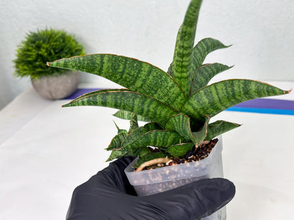 Sansevieria cordova x personii (ba3) (18) | Rare Hybrid Plant