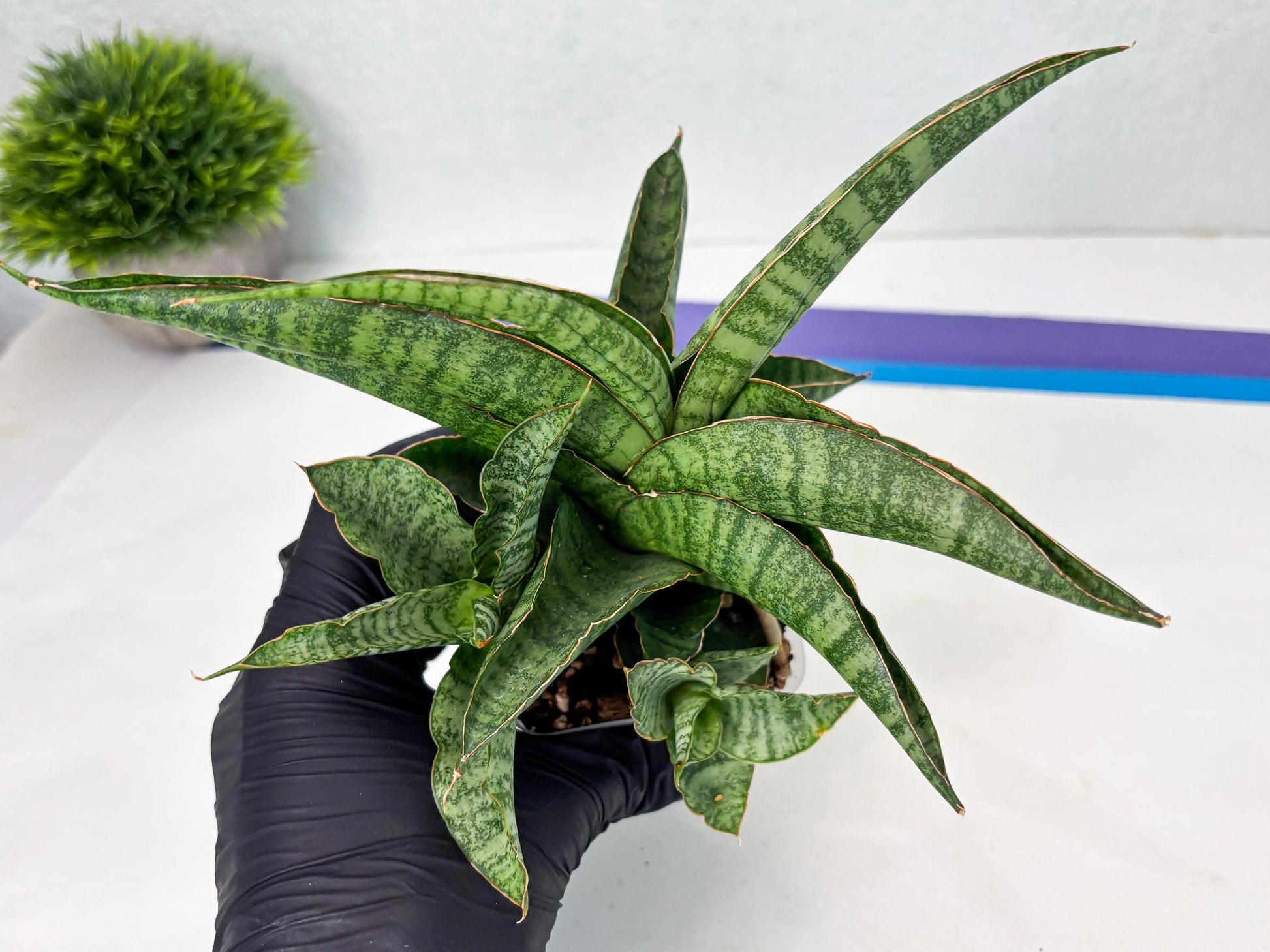 Sansevieria cordova x personii (ba3) (18) | Rare Hybrid Plant