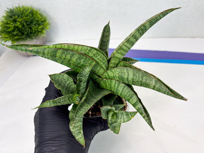 Sansevieria cordova x personii (ba3) (18) | Rare Hybrid Plant