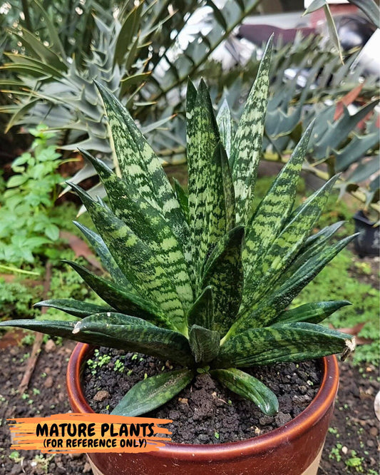 Sansevieria Gaster (Ba) (b) | rare Plant