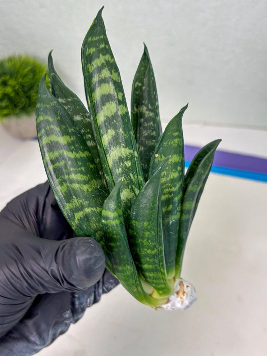 Sansevieria Gaster (Ba) (r) | rare Plant
