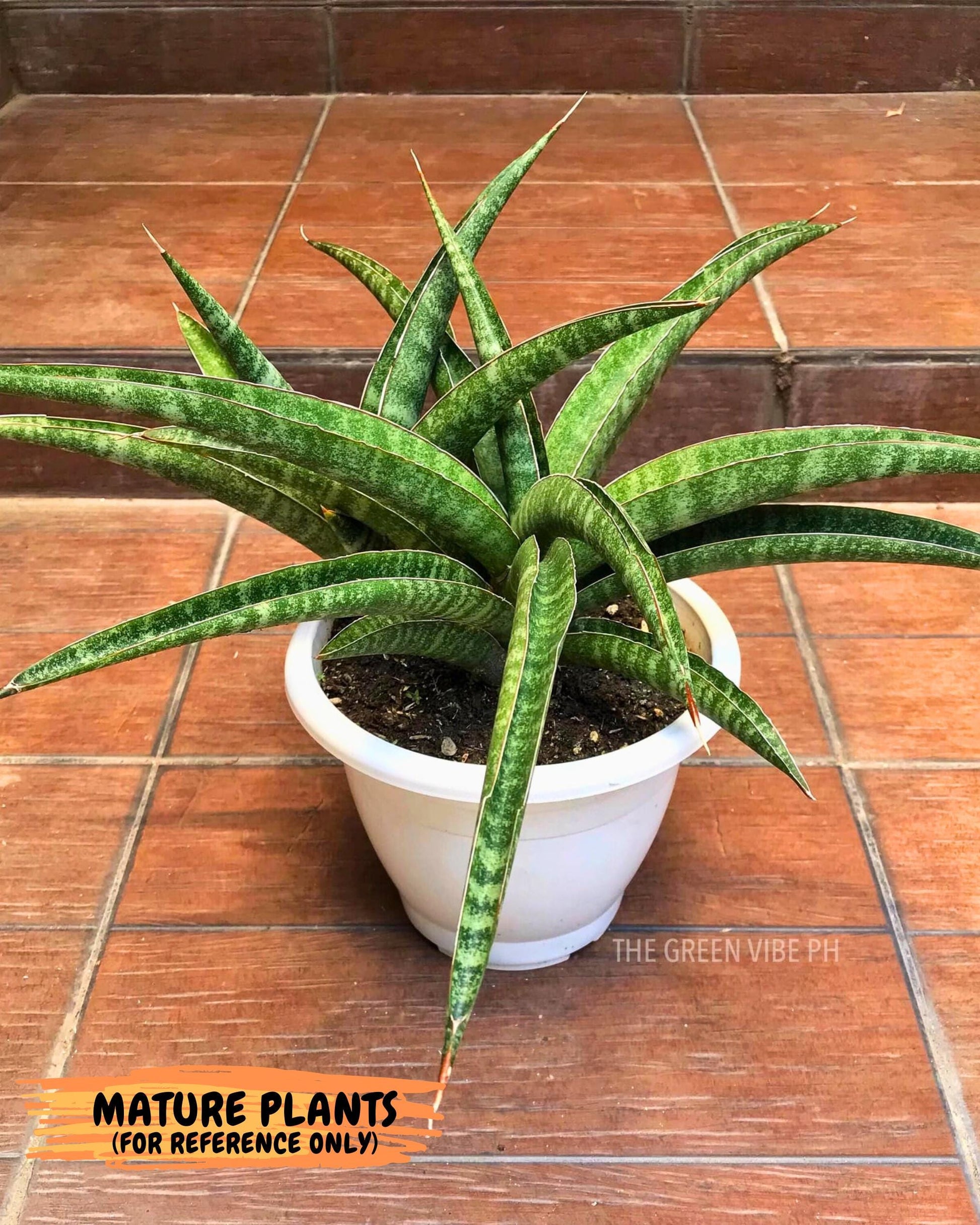 Sansevieria cordova x personii (ba3) (18) | Rare Hybrid Plant