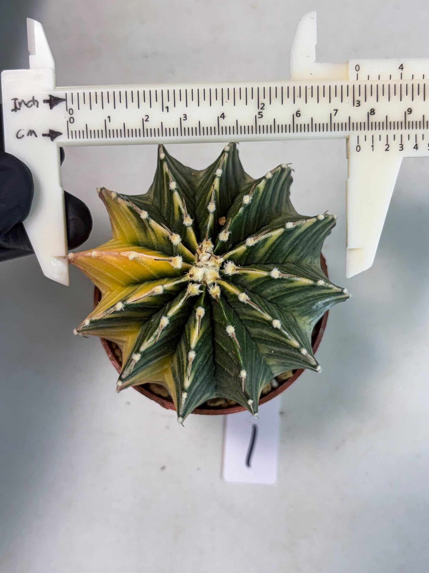 Gymnocalycium LB Hybrid (gy1) (g1) | variegated cactus
