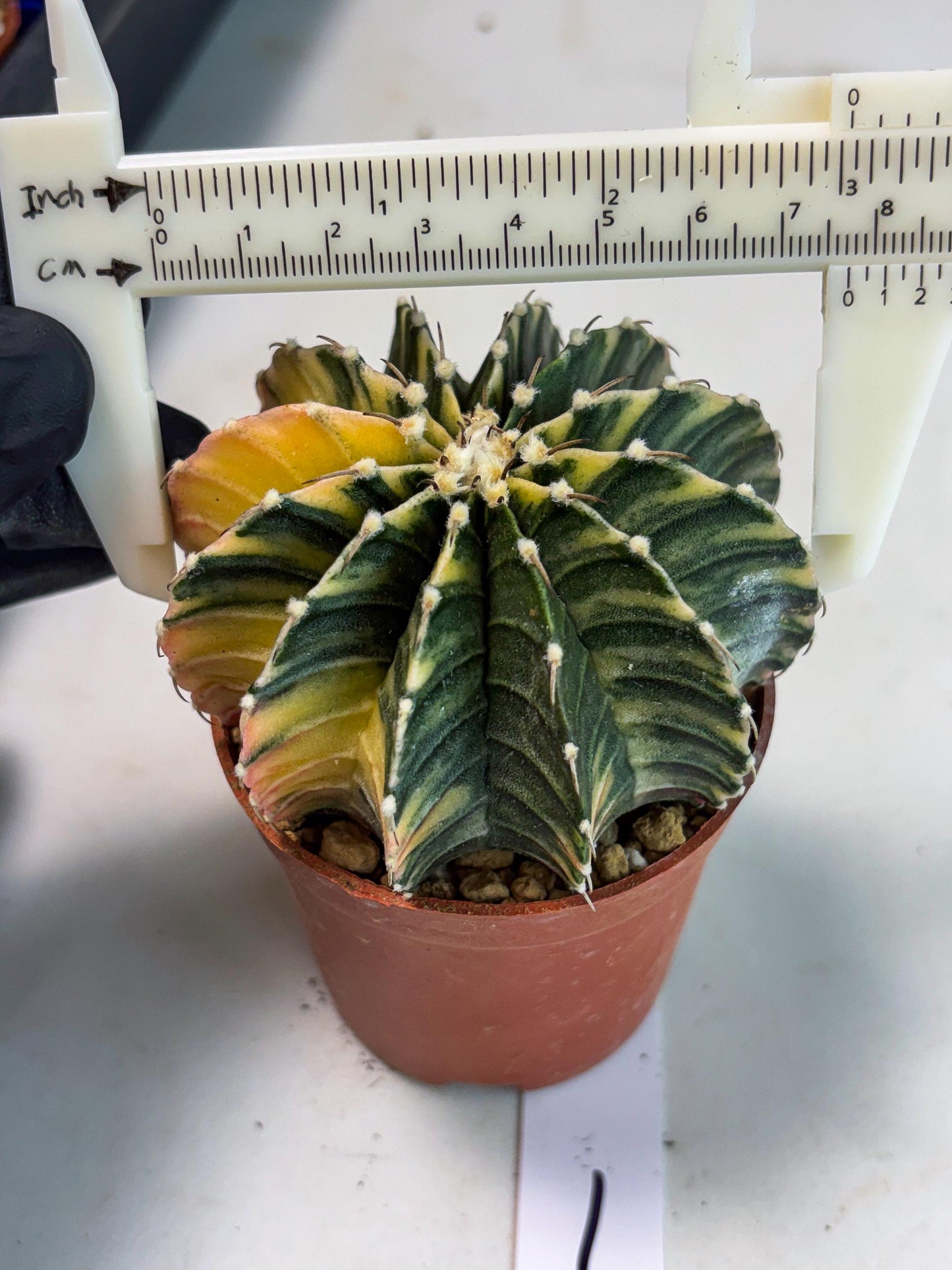 Gymnocalycium LB Hybrid (gy1) (g1) | variegated cactus