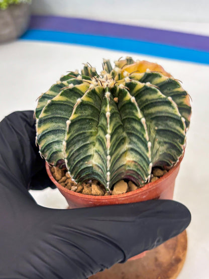 Gymnocalycium LB Hybrid (gy1) (g1) | variegated cactus