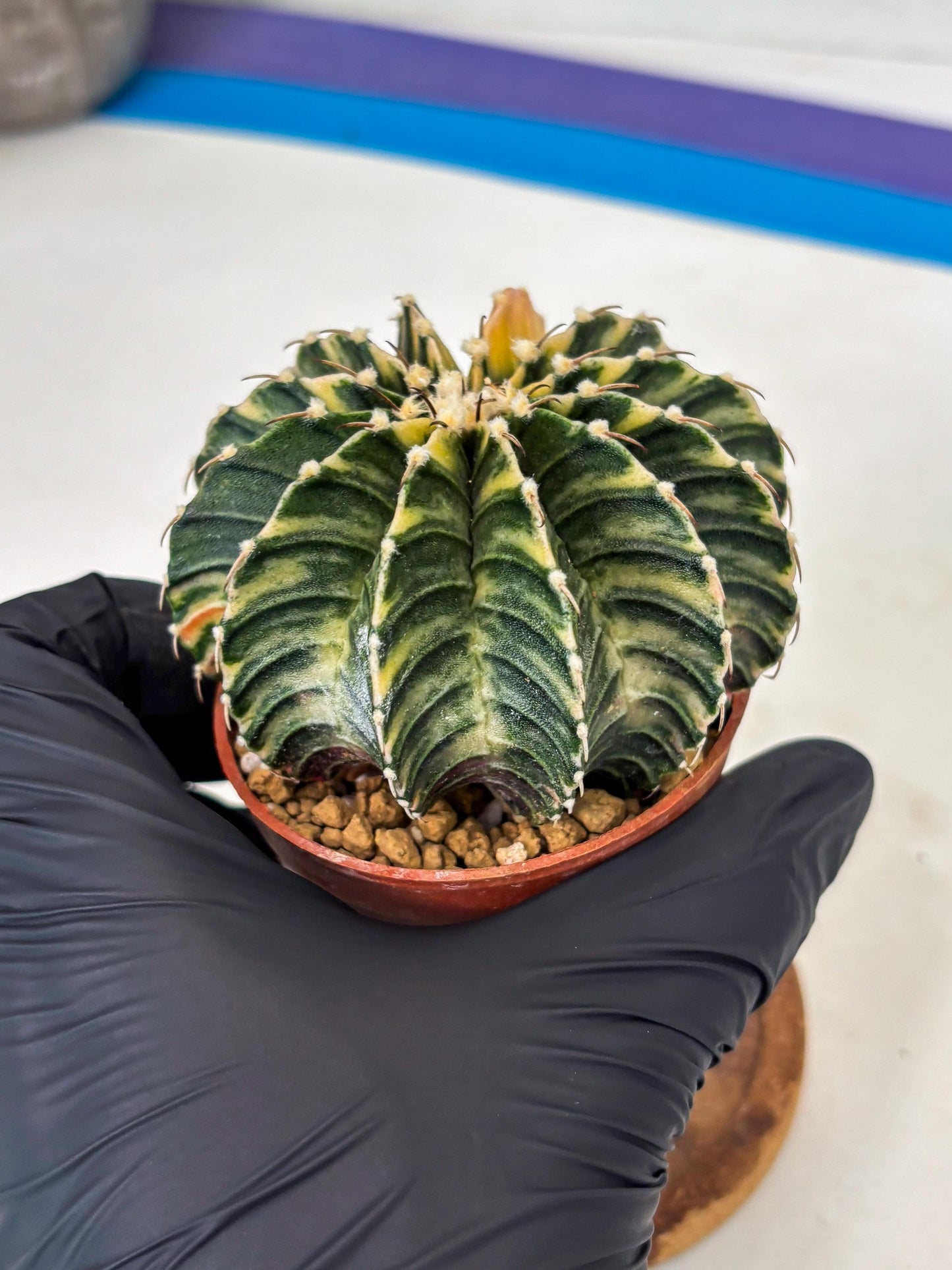 Gymnocalycium LB Hybrid (gy1) (g1) | variegated cactus