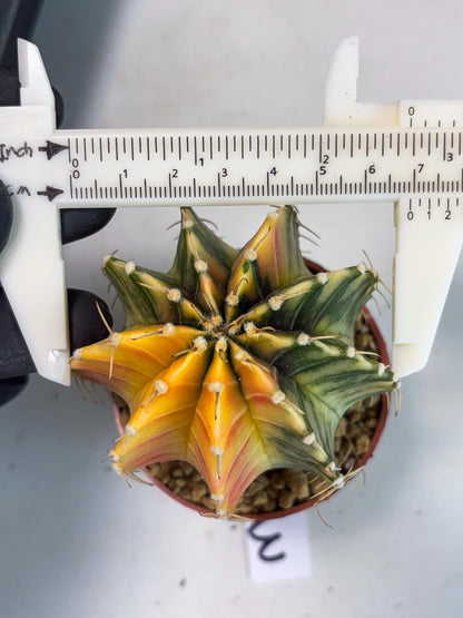 Gymnocalycium LB Hybrid (gy1) (g3) | variegated cactus
