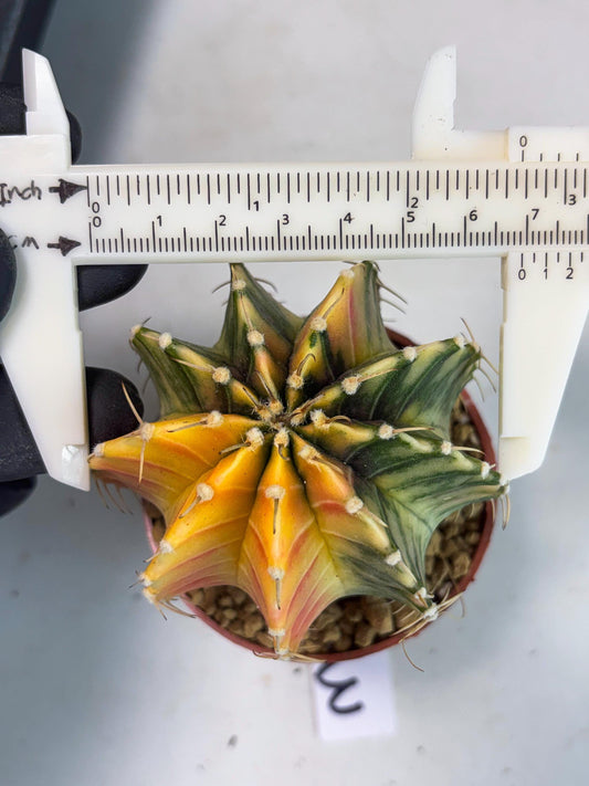 Gymnocalycium LB Hybrid (gy1) (g3) | variegated cactus