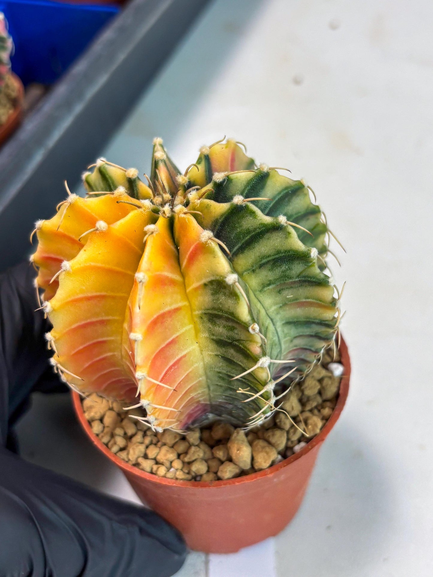 Gymnocalycium LB Hybrid (gy1) (g3) | variegated cactus