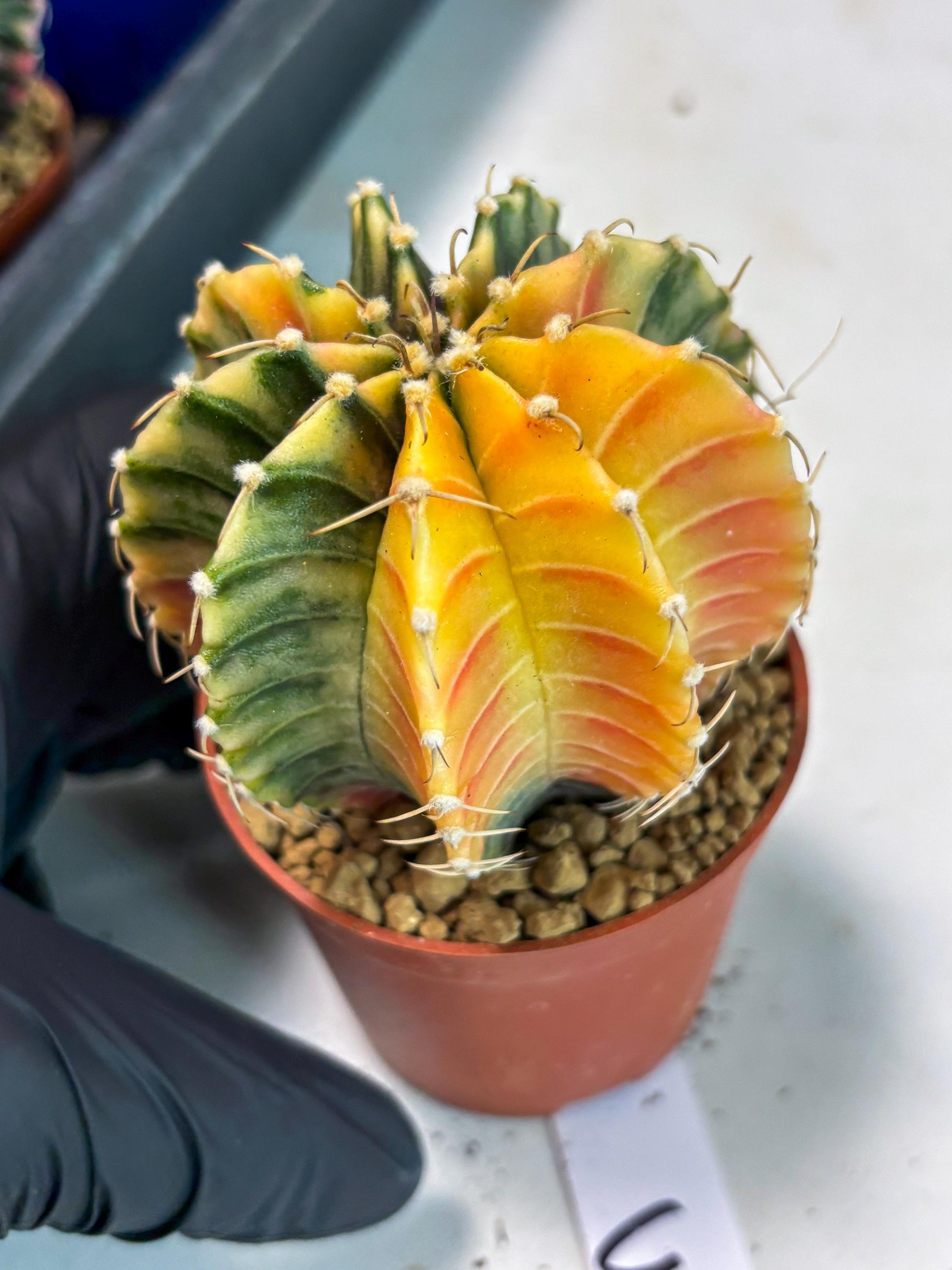 Gymnocalycium LB Hybrid (gy1) (g3) | variegated cactus