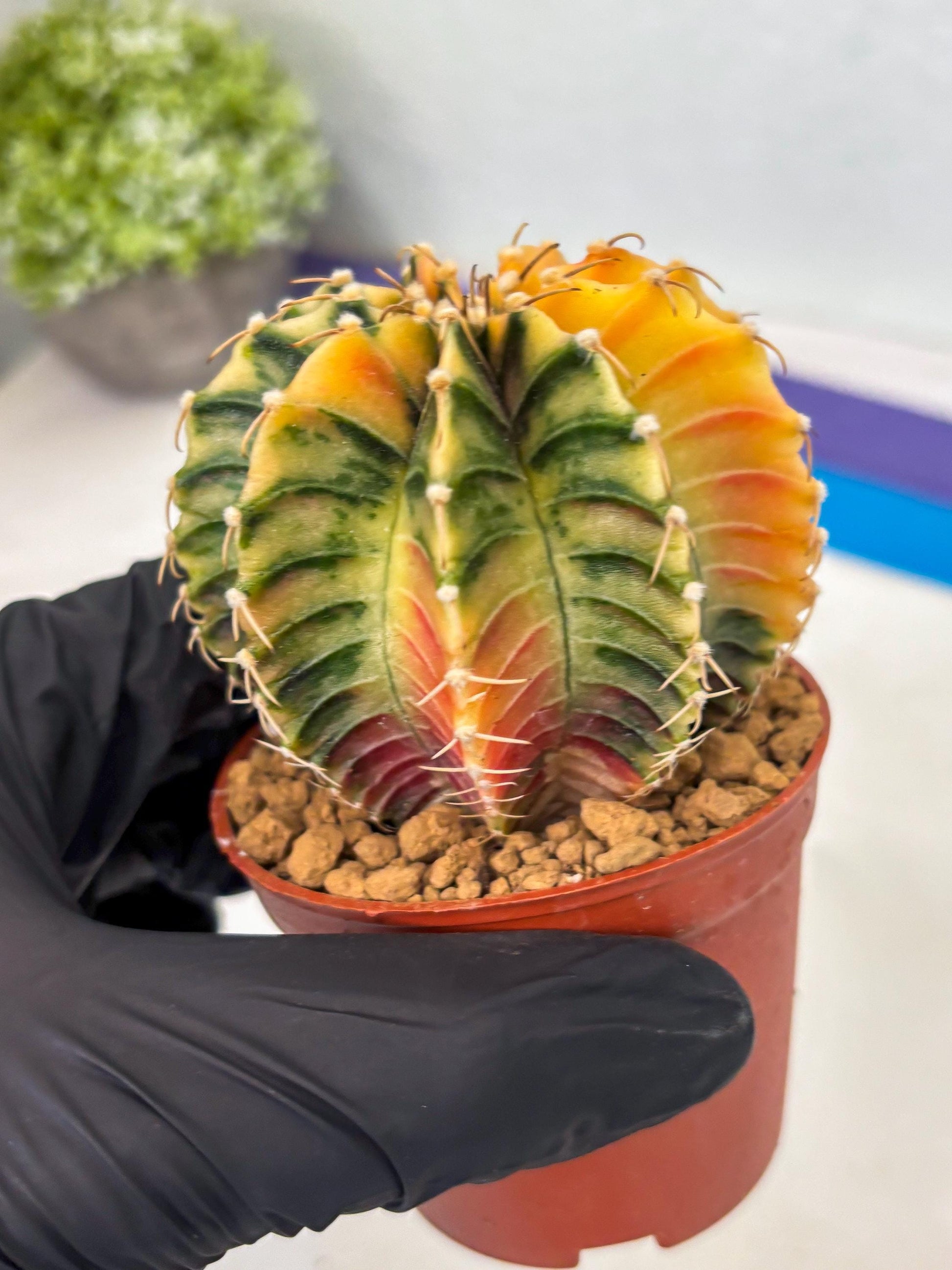 Gymnocalycium LB Hybrid (gy1) (g3) | variegated cactus