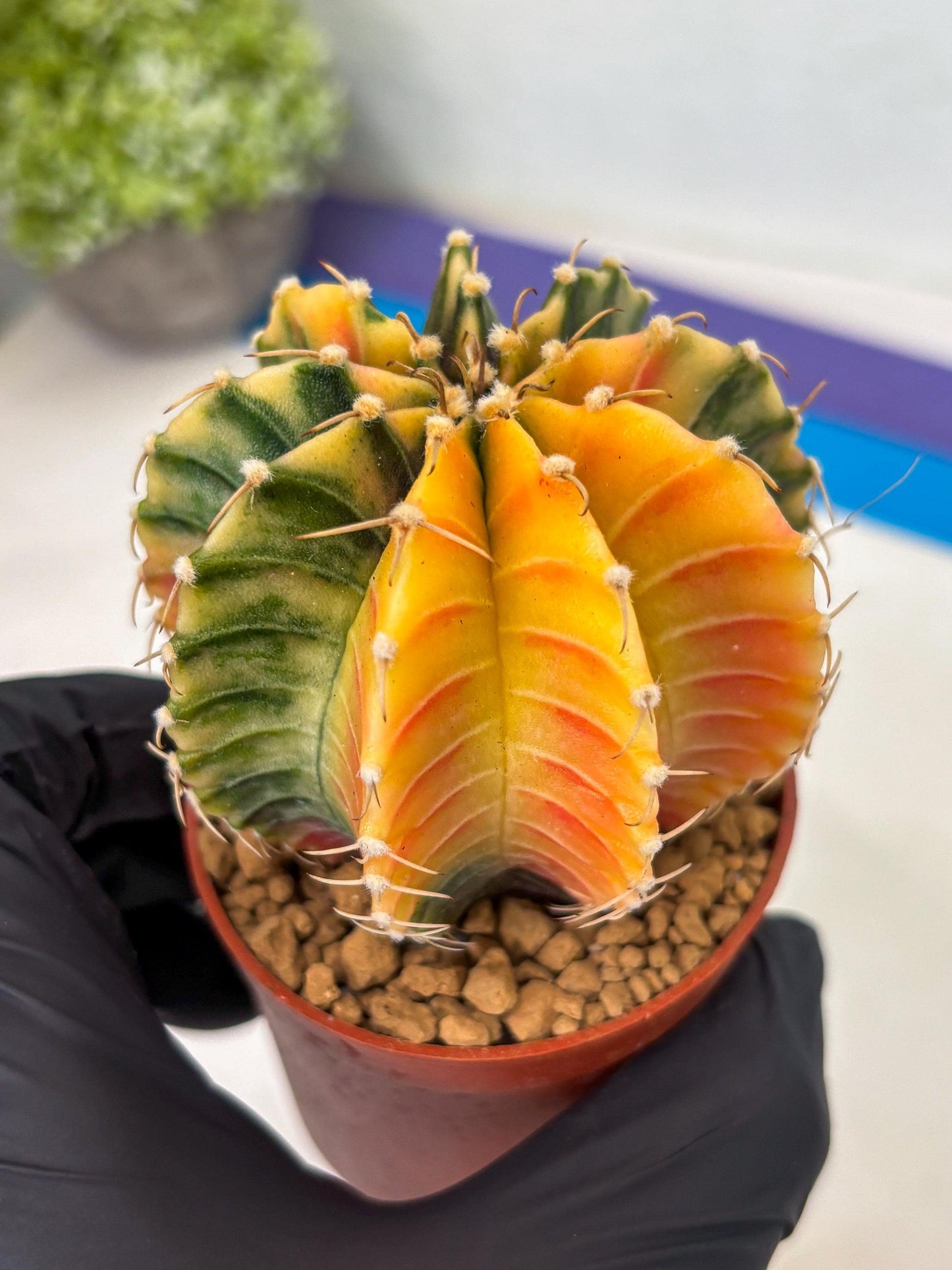 Gymnocalycium LB Hybrid (gy1) (g3) | variegated cactus