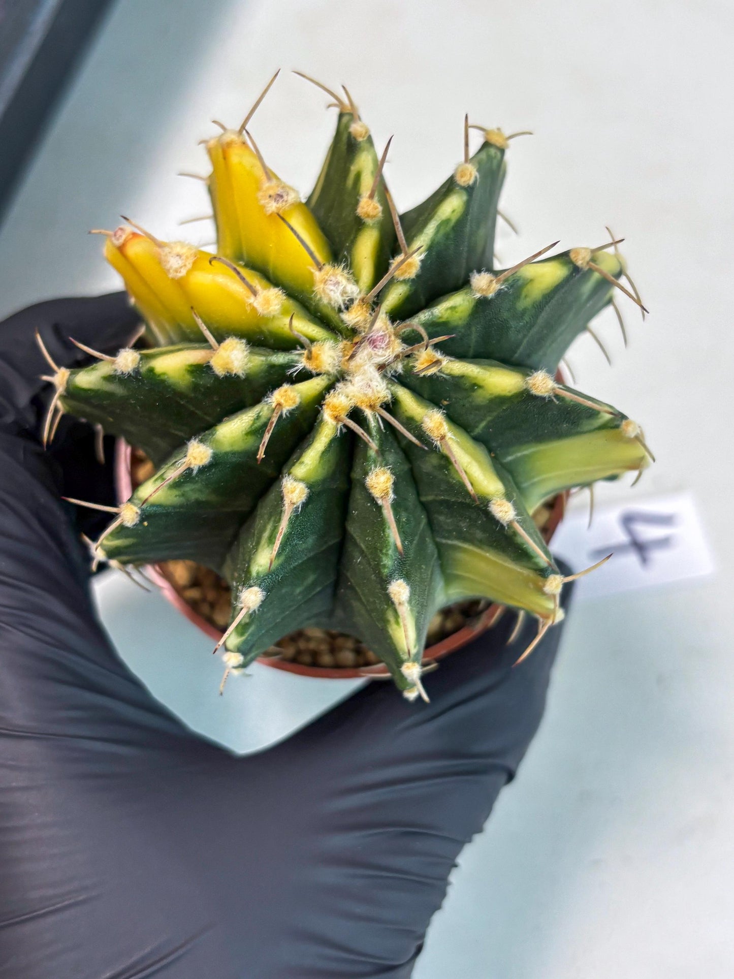 Gymnocalycium LB Hybrid (gy1) (g4) | variegated cactus