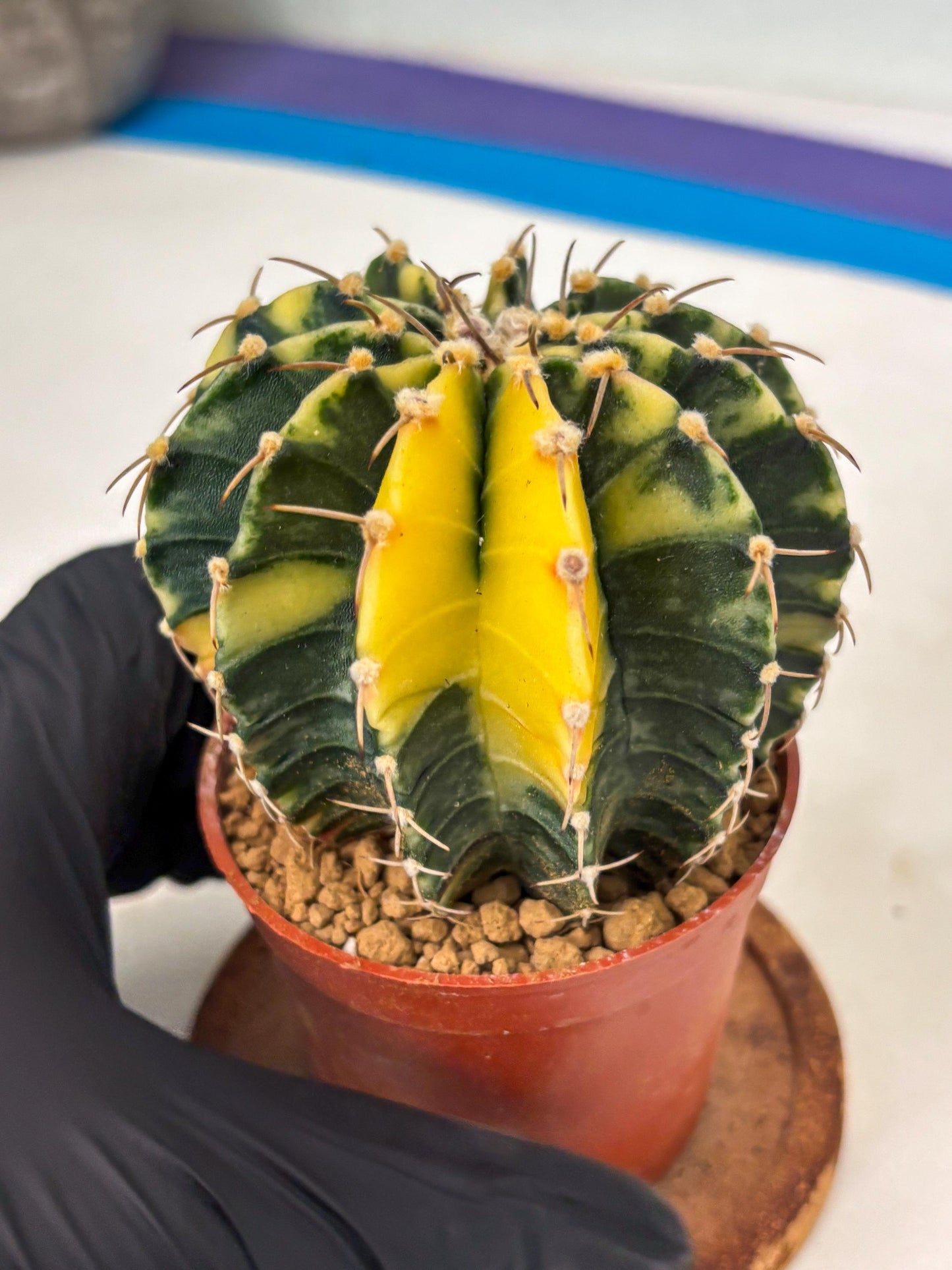 Gymnocalycium LB Hybrid (gy1) (g4) | variegated cactus