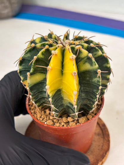Gymnocalycium LB Hybrid (gy1) (g4) | variegated cactus