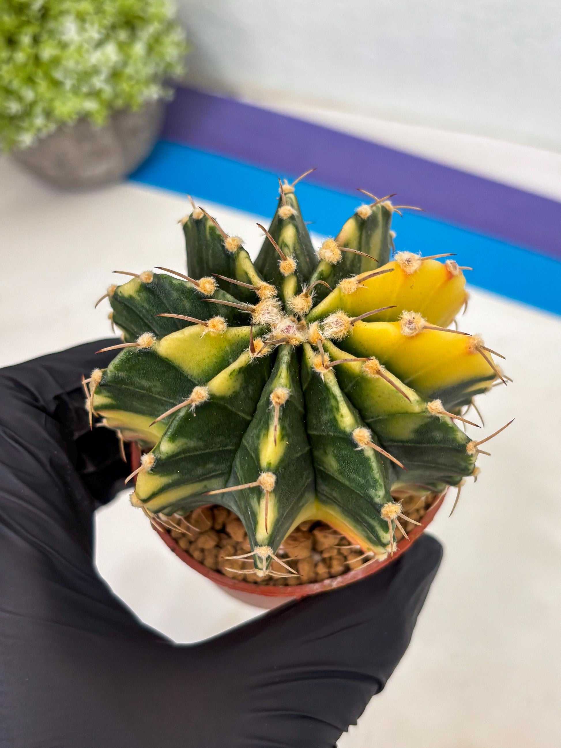 Gymnocalycium LB Hybrid (gy1) (g4) | variegated cactus