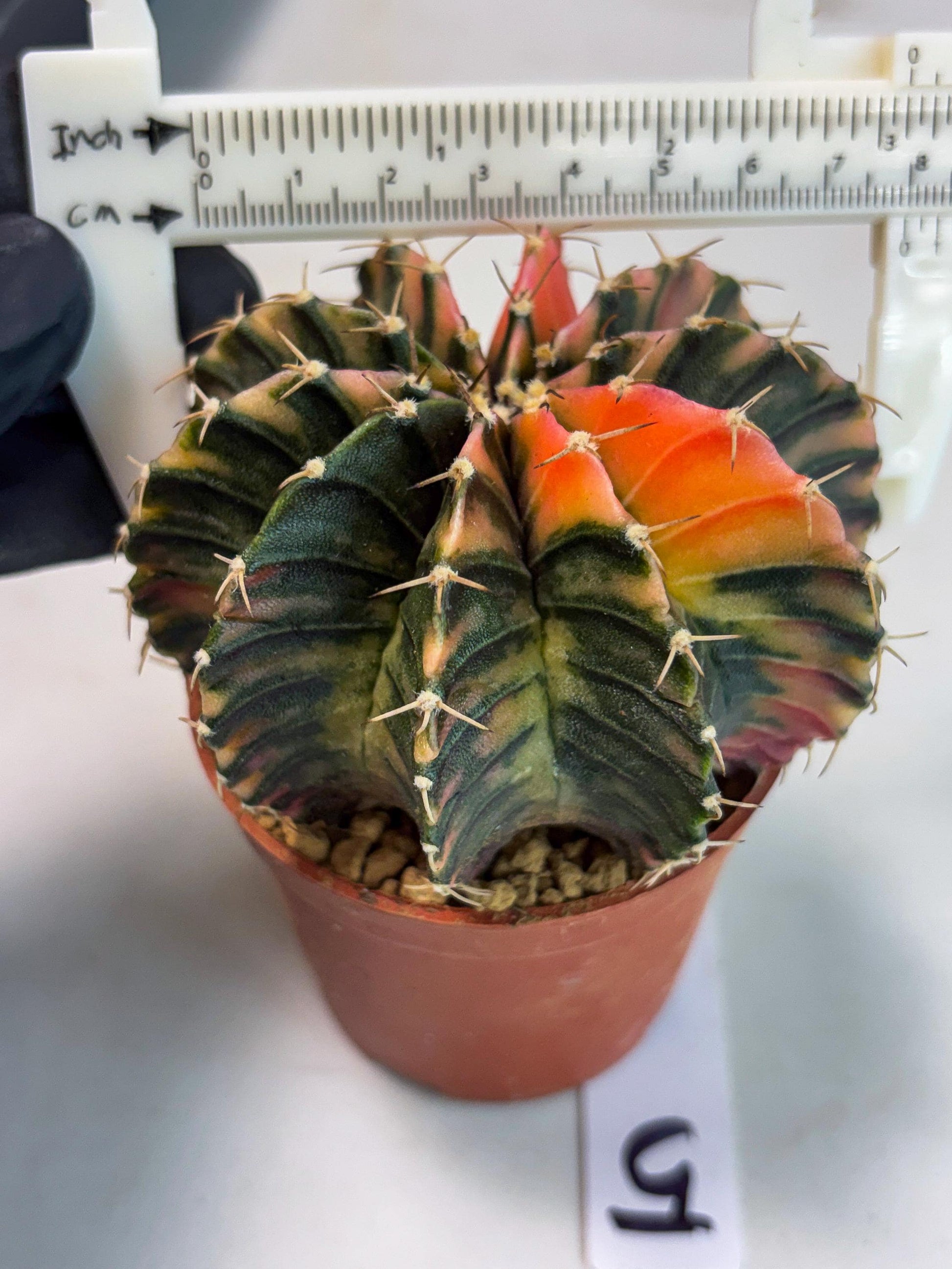 Gymnocalycium LB Hybrid (gy1) (g5) | variegated cactus