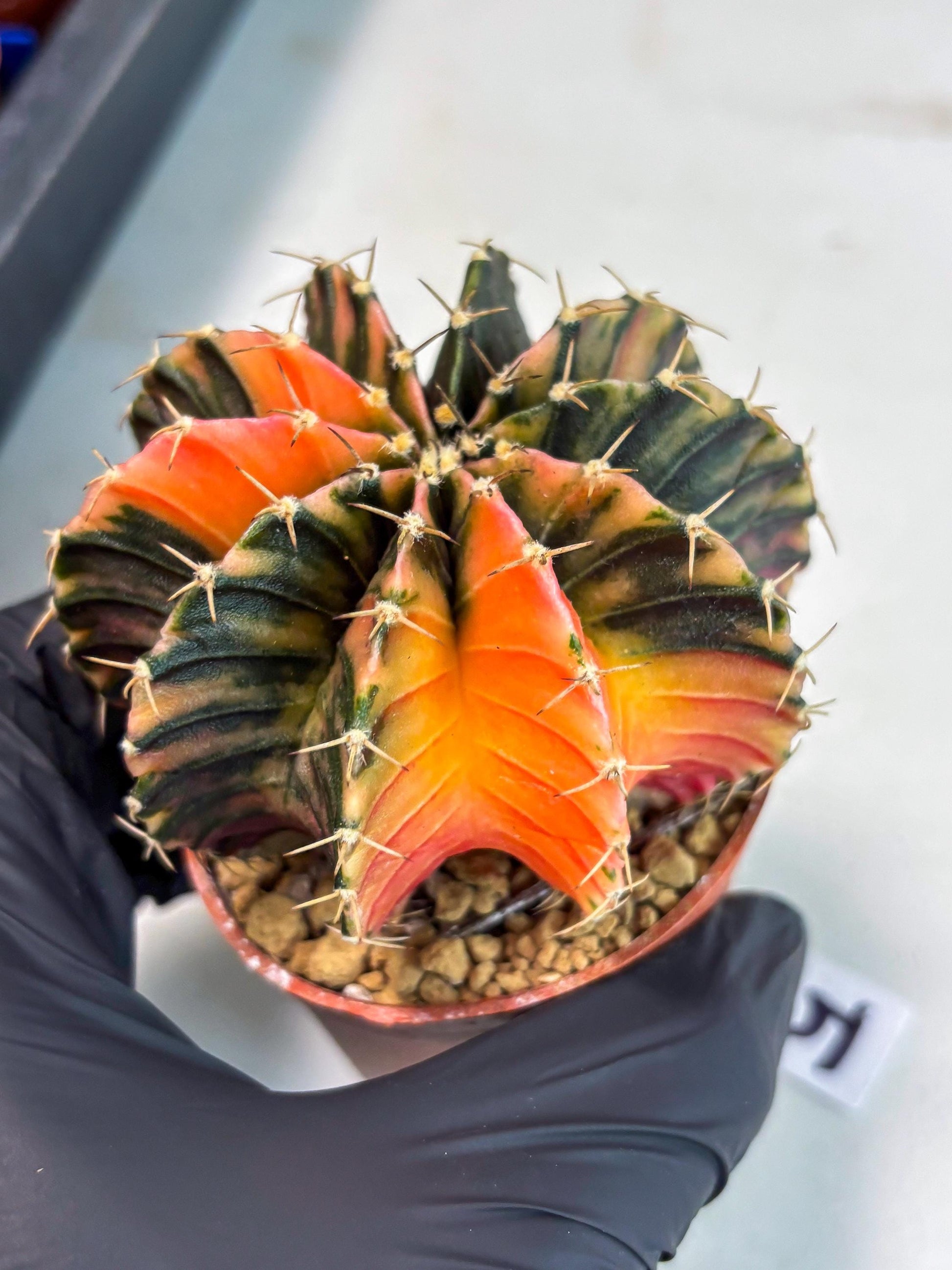 Gymnocalycium LB Hybrid (gy1) (g5) | variegated cactus