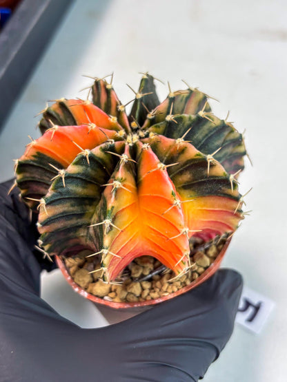 Gymnocalycium LB Hybrid (gy1) (g5) | variegated cactus
